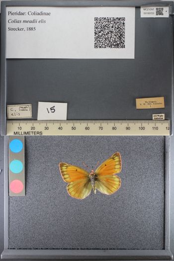 Media type: image;   Entomology 193723